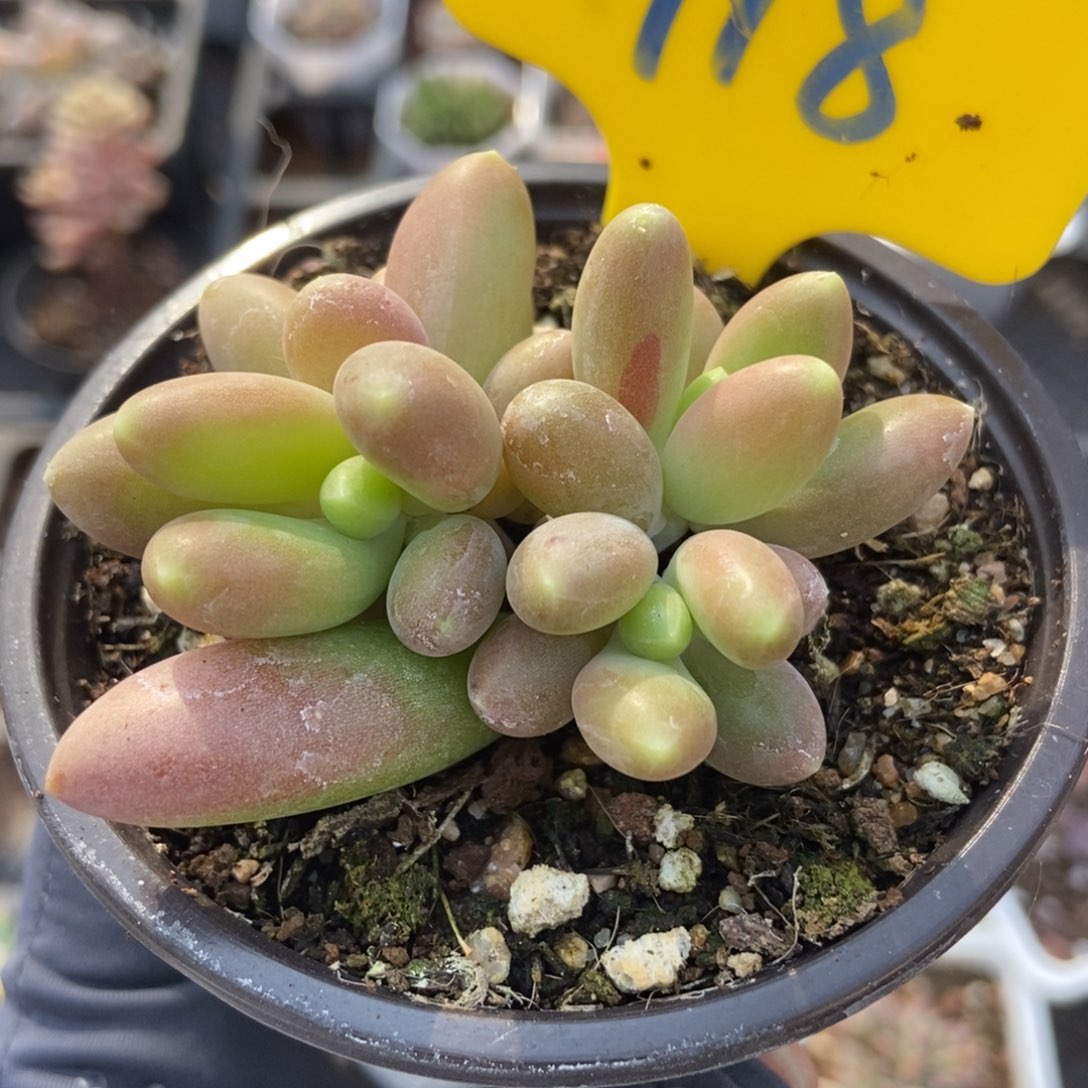 918芒果美人多肉植物保护