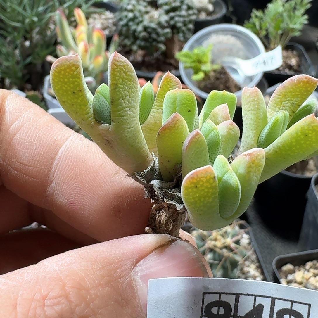 948斑马虾钳脱土发货