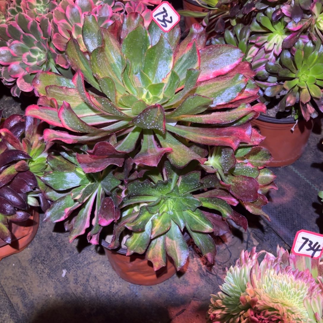 723多肉植物魅影七彩