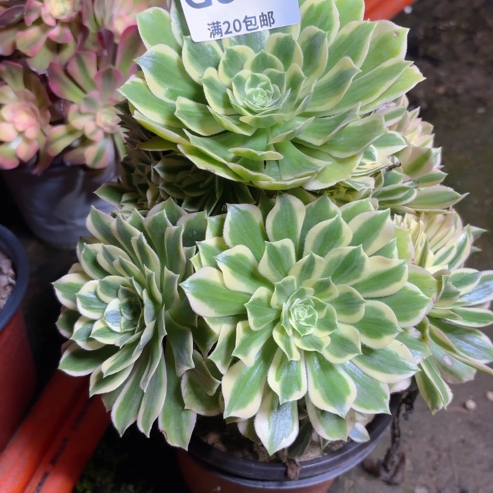 ?***?瑞妈多肉1.28.565