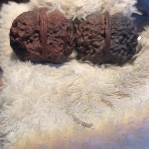 把件文玩核桃黑山老蟾阴皮42