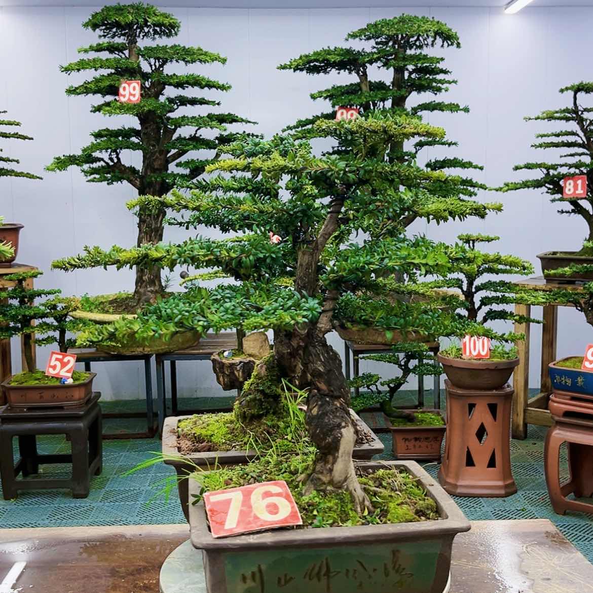 【闪购商品】罗汉松盆景艺术的发展