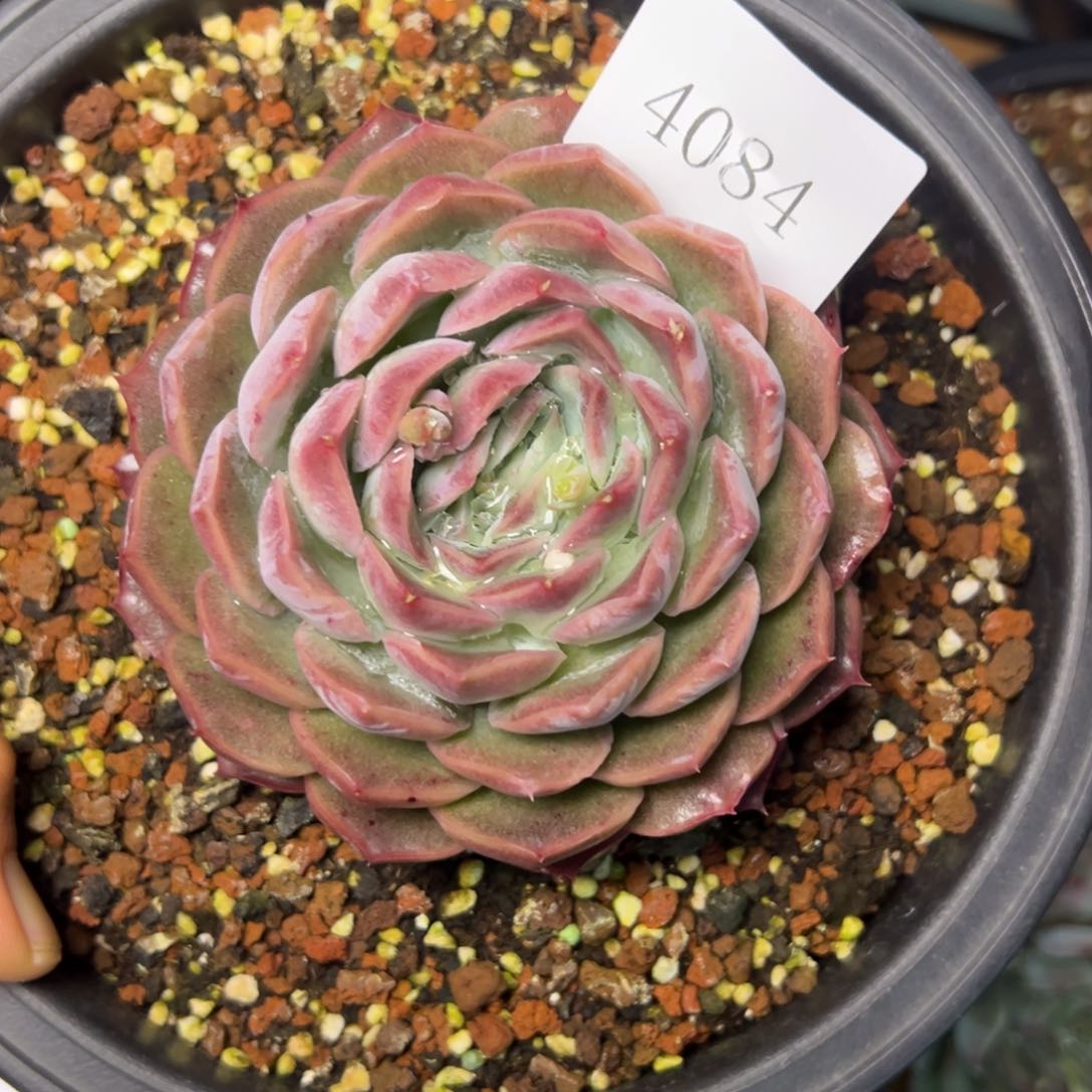 ?***青4084多肉多多多