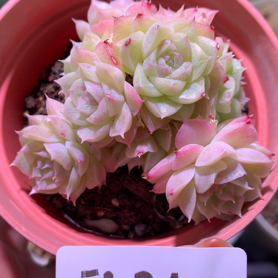 乐然 2-24 麦秆群 带盆土 