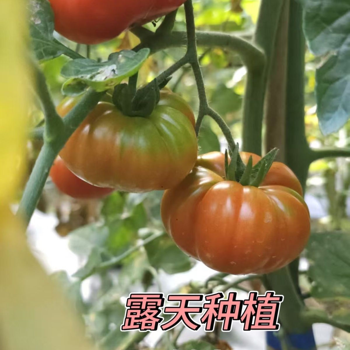 【西红柿】贵州农家青番茄青西红柿现摘现发青柿子绿西红柿未成熟