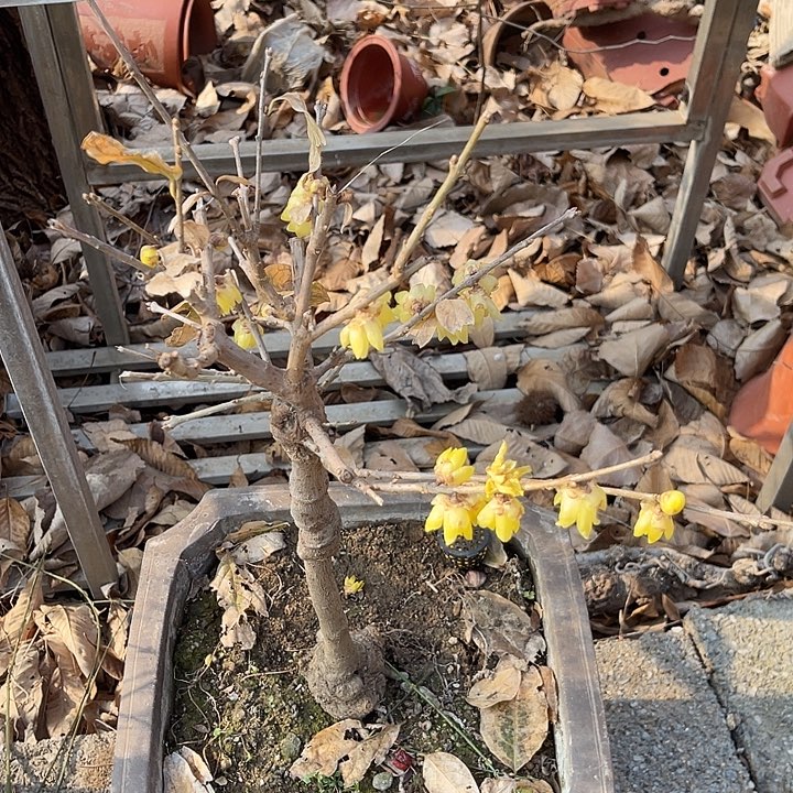 涢***产完全开放紫色花心的腊梅