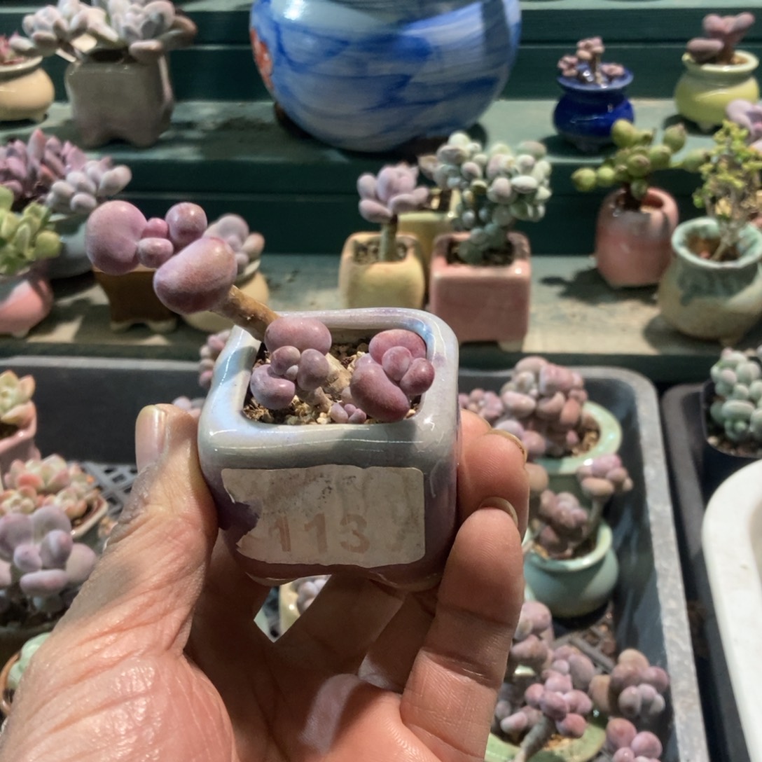 火***麻腰子桃蛋1颗带盆发货