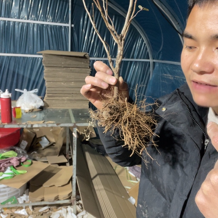 十二一重海棠花一颗苗