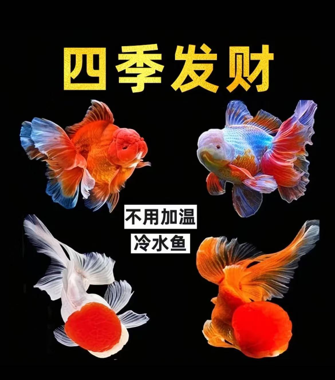 鸿运当头好养耐活冷水观赏金鱼多种品种随机发货