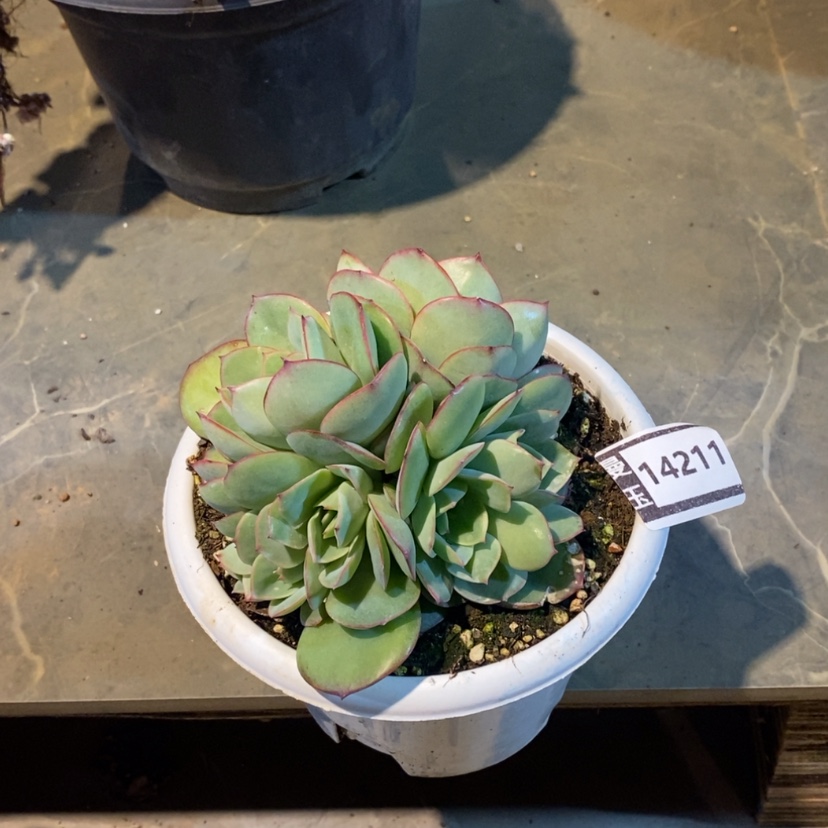 【闪购商品】牡丹亭朵朵14211