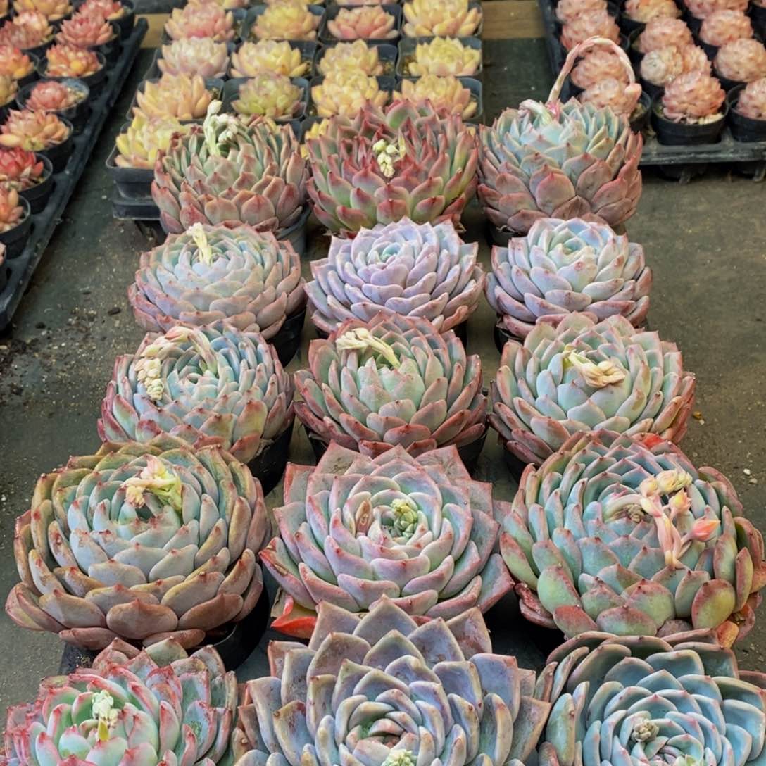 270多肉植物保护研究所所长