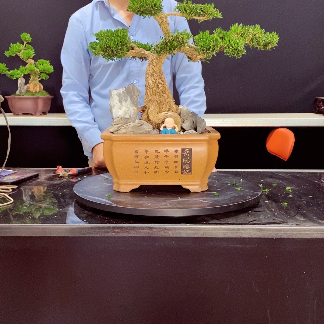 无花朵黄杨盆景雀舌软枝