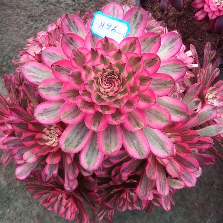 896白月光多肉法师