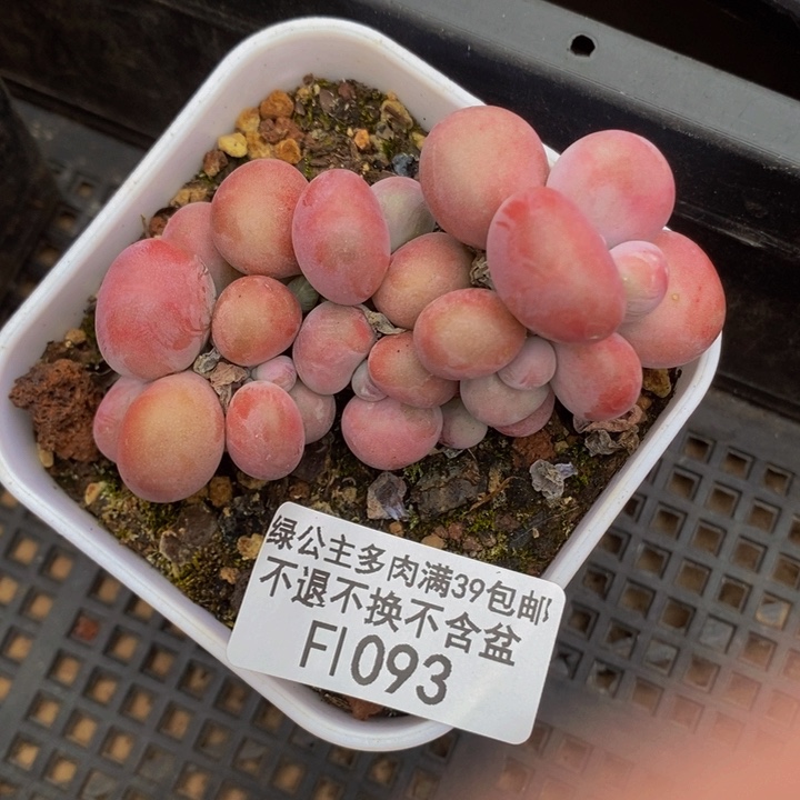 腰子桃蛋6cm1093多肉植物