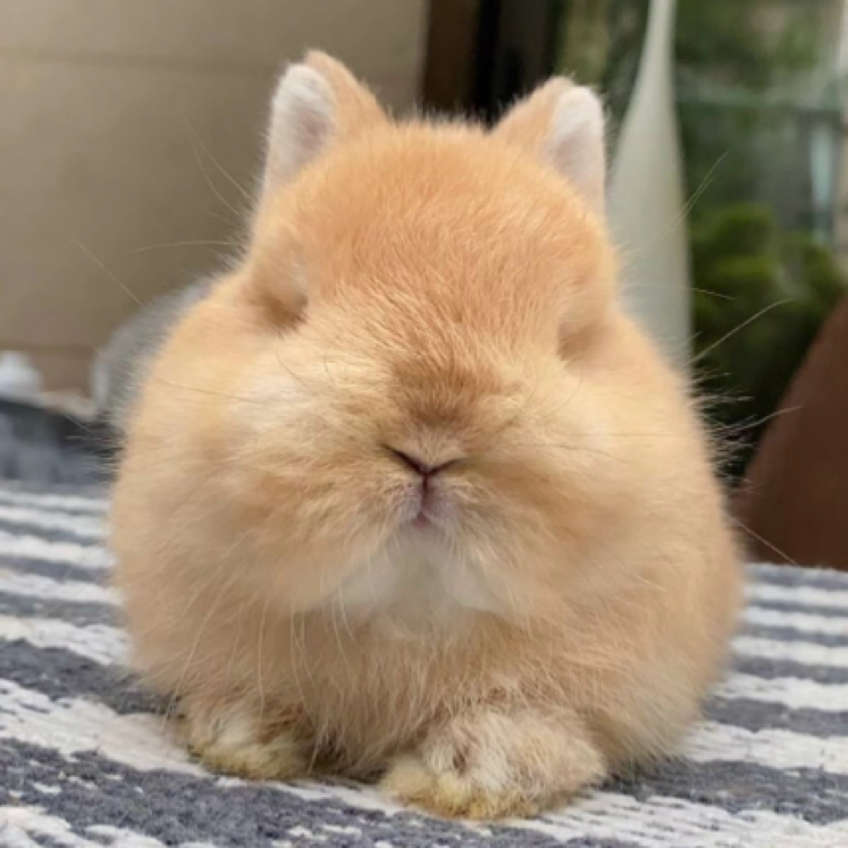 迷你侏儒兔子小体型儿童宠物兔凤眼海棠荷兰侏儒兔子