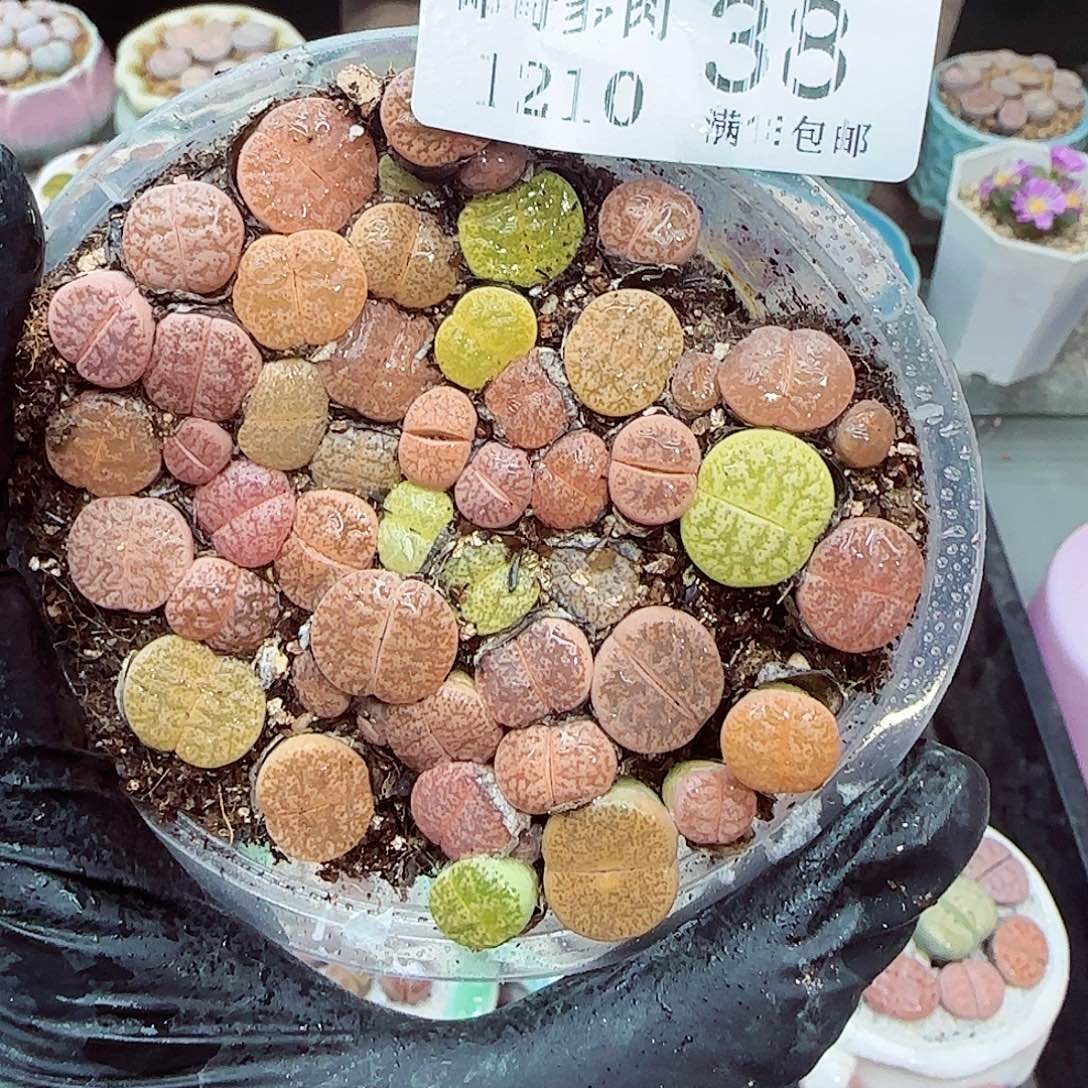 生石花满18包邮1210-38