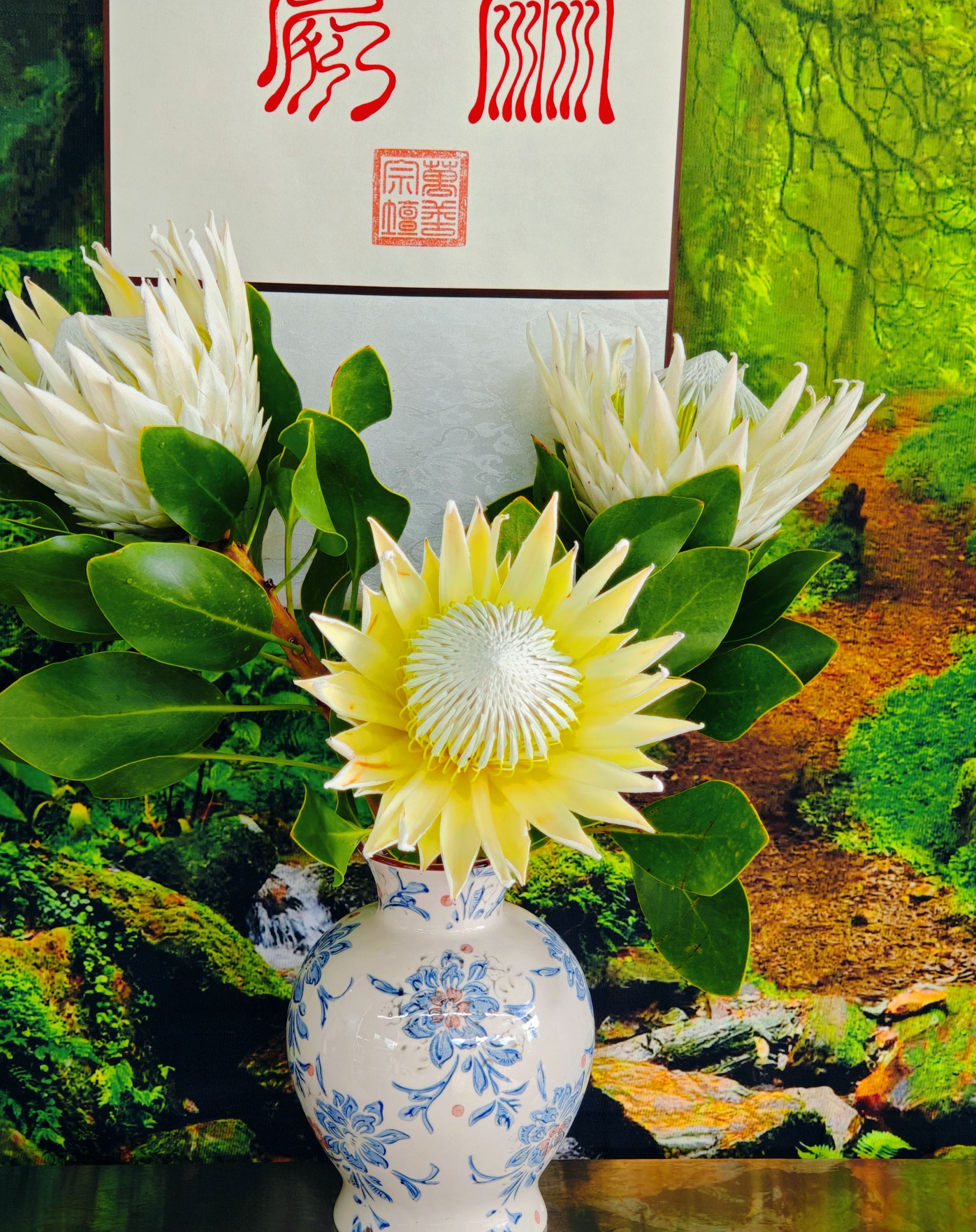 南非白帝王鲜切花 南非国花Protea稀缺居家商务礼品源头基地直发