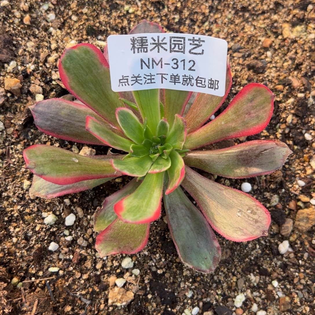 灰姑娘多肉植物312