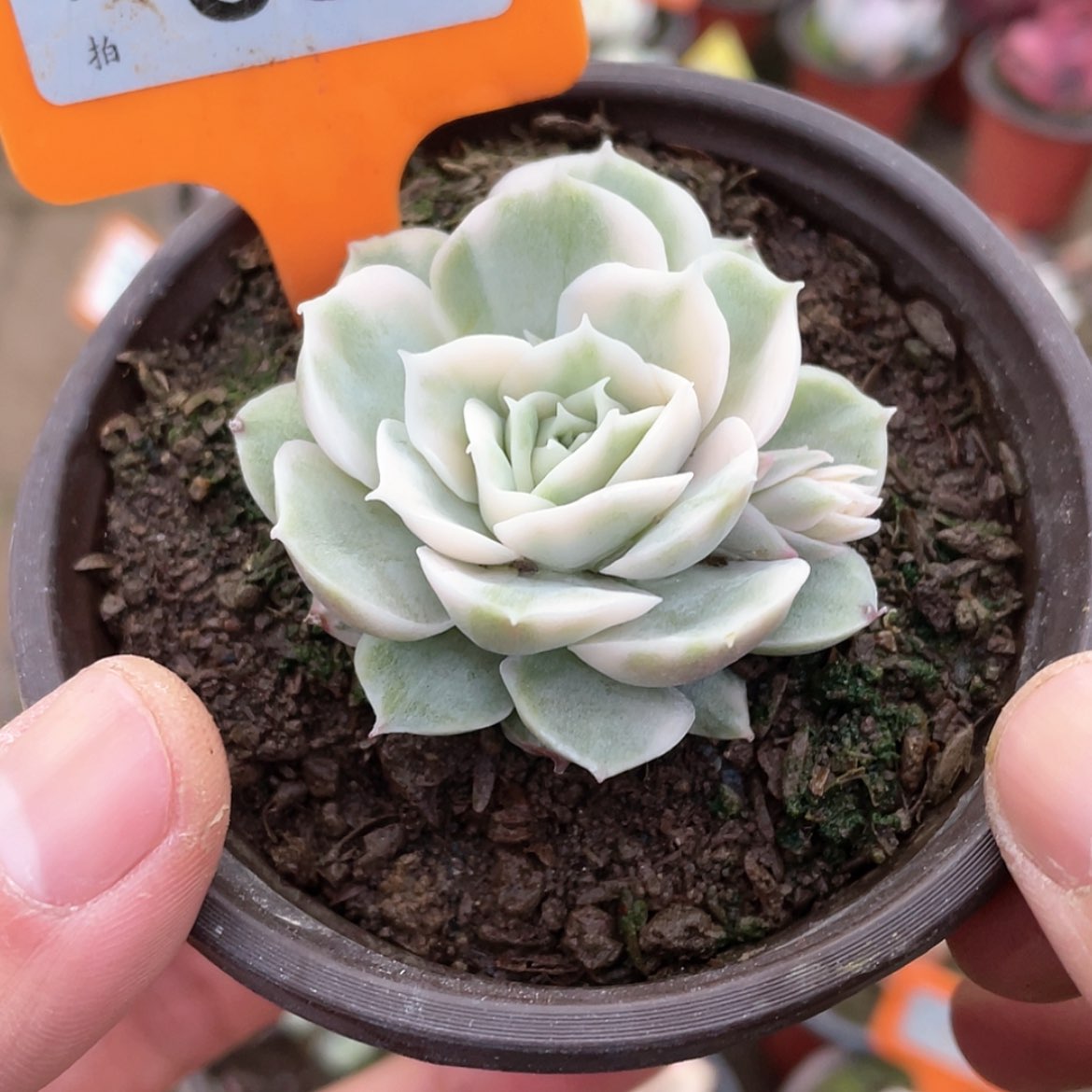 【闪购商品】68号的