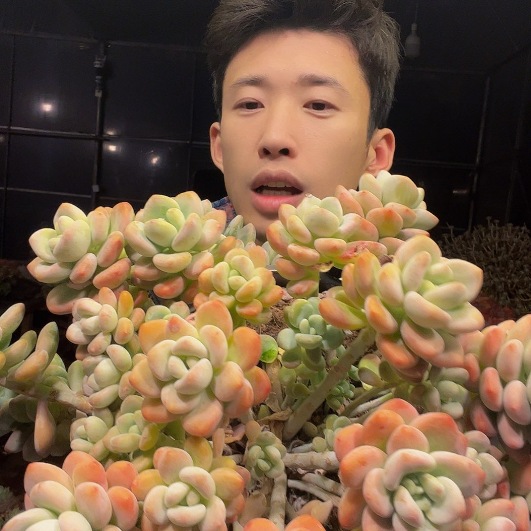 橘***皮红螺寺法国改变红红火火过