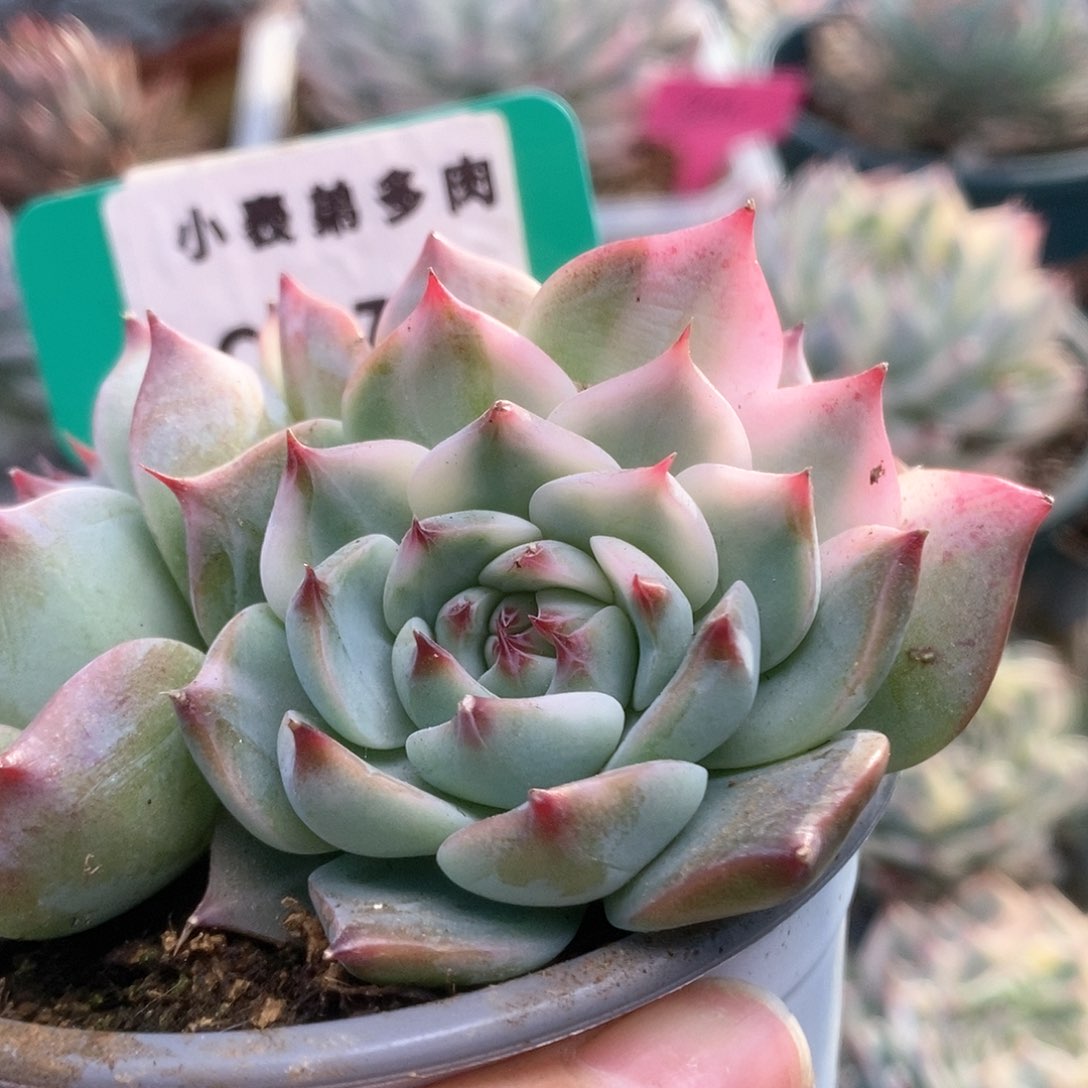 C720锦锦锦锦锦锦锦