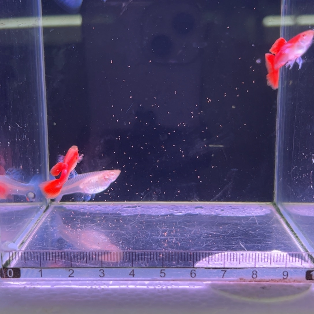 孔雀鱼霓虹大耳两队