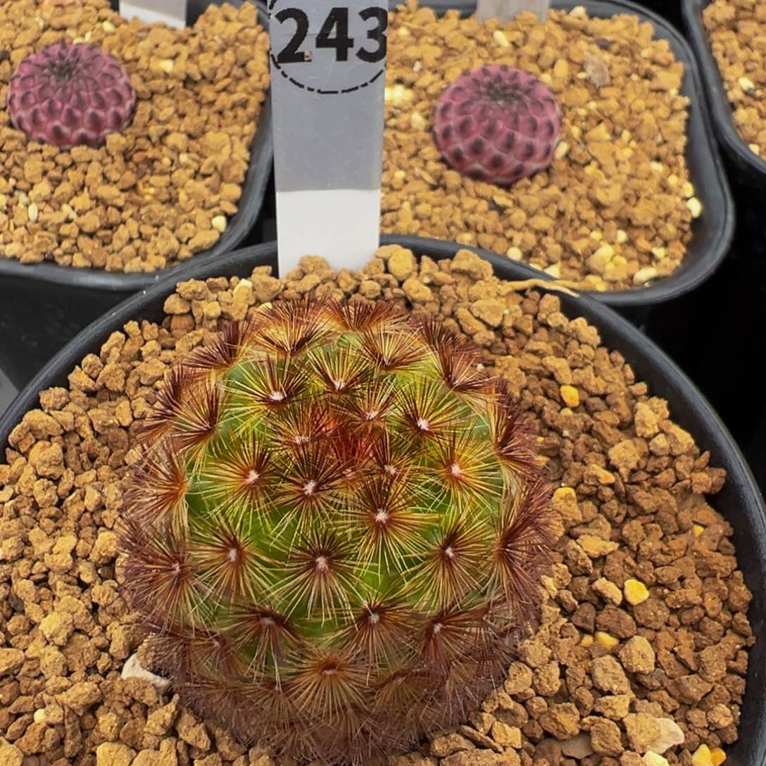 243实生根嘉文丸多肉植物带盆土