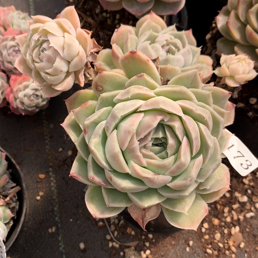 7173新年快乐发发发