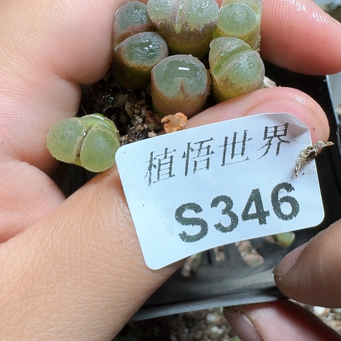 346号多肉植物哇f g