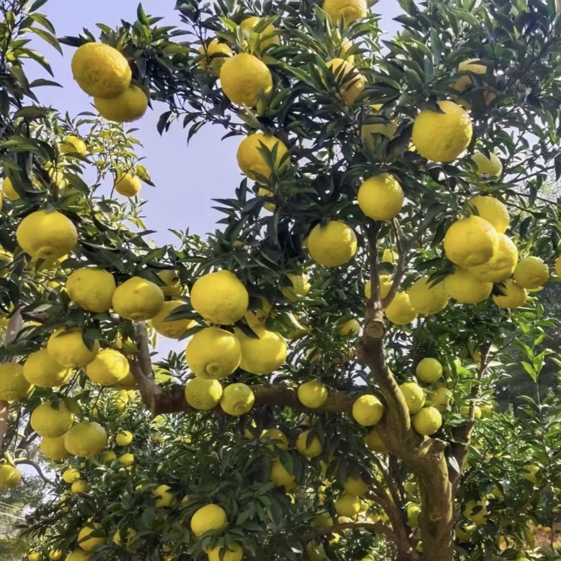 【福利】买5斤送4斤 正宗怀化岩垅黄金贡柚 象山青 丑八怪 纯甜无酸