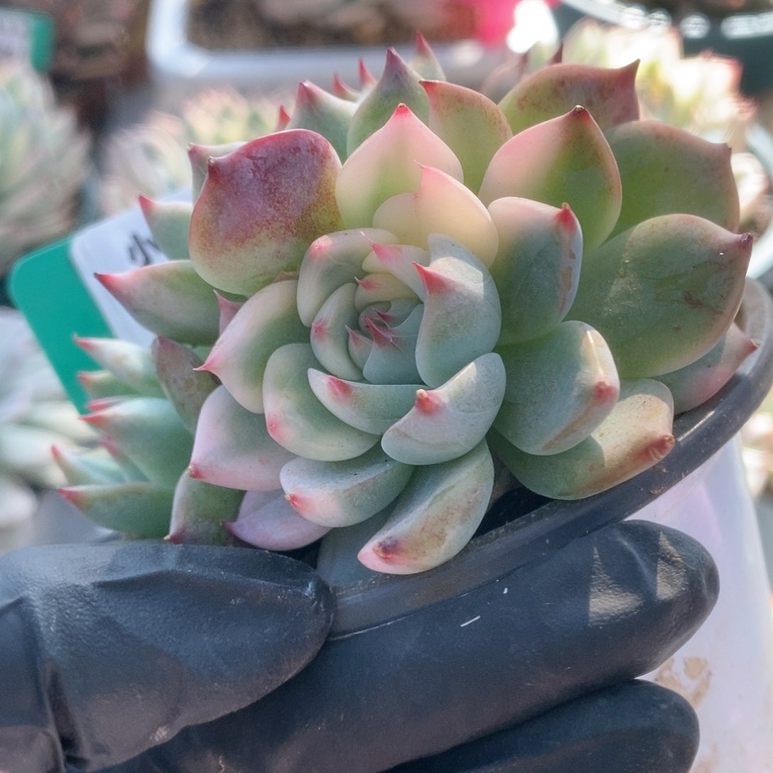 728锦锦锦锦锦锦锦