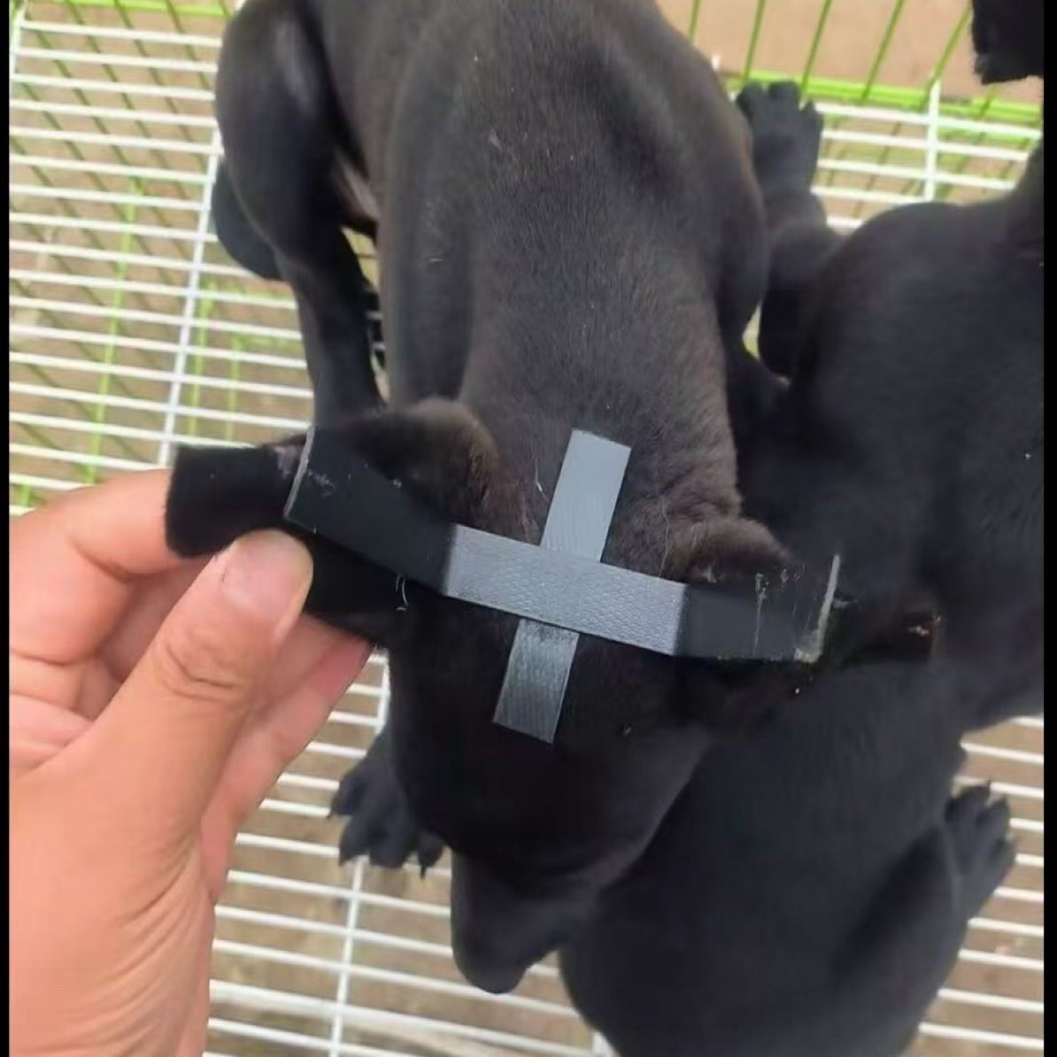 马犬黑狼专用辅助立耳器助力狗狗立耳