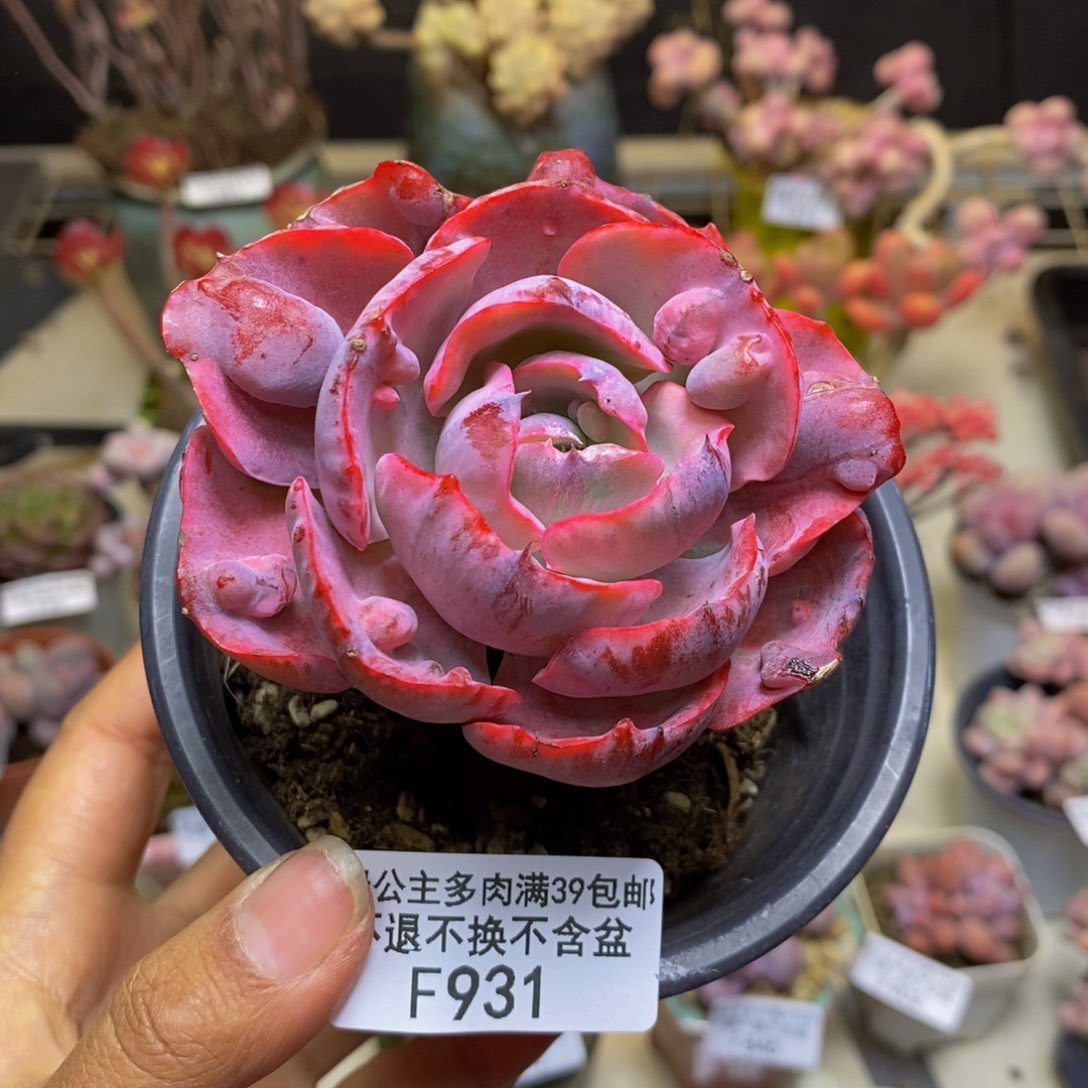 931雨滴锦多肉7c m