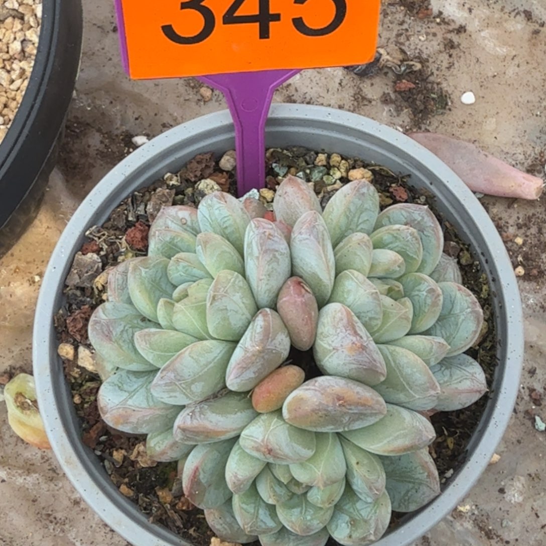 百搭翡翠一物一拍345