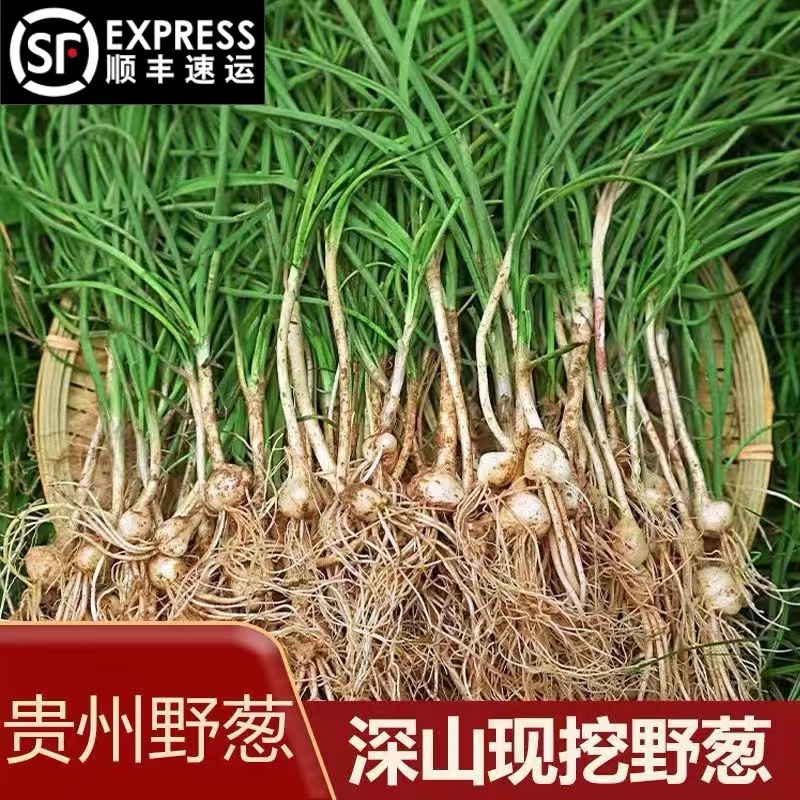 【顺丰包邮】贵州野葱新鲜野香葱野蒜小根蒜野胡葱香葱小葱现挖现卖