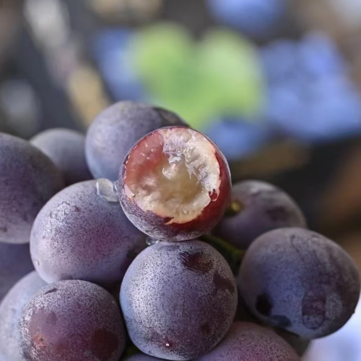 《丹选》辽峰葡萄粒 3斤左右  礼盒 嘎嘎甜  顺丰快递 颗颗精选