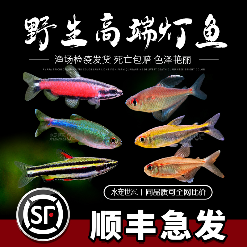 南美进口野采高端灯鱼活体热带观赏鱼火山铅笔超红鱼淡水棋盘鱼