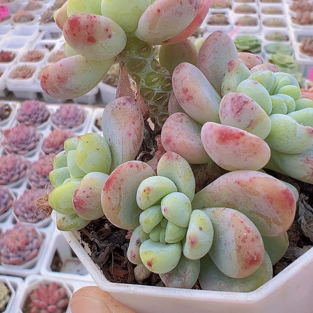 樱花罗琦19包邮多肉