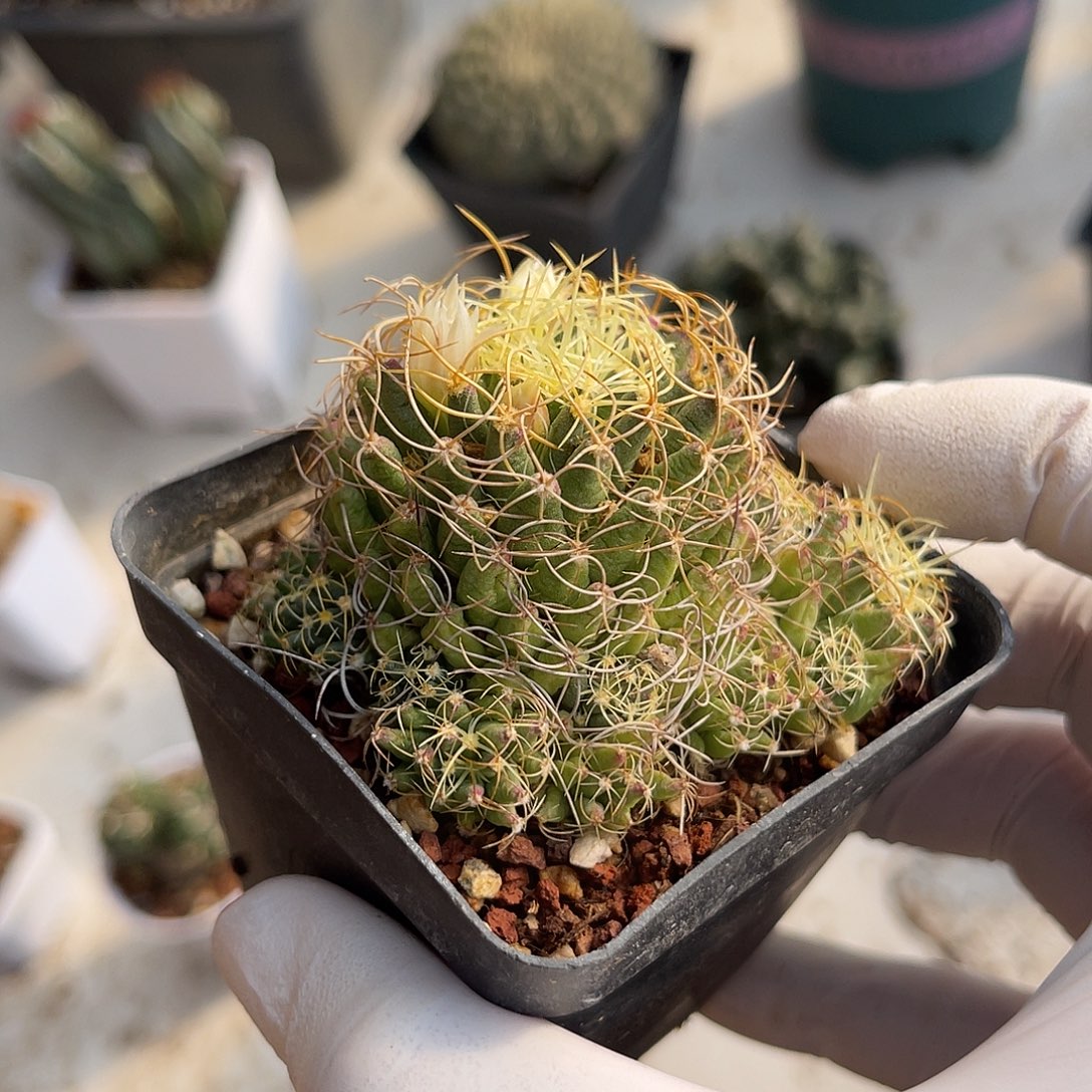 大尤琴丝一物一拍