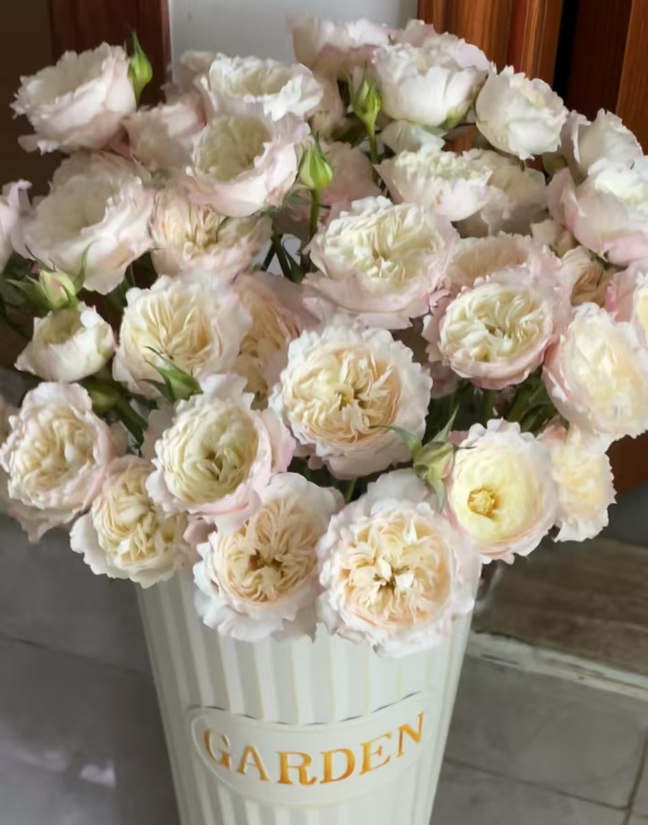 氧花季  凯拉多头玫瑰9支+1支防损 一单包邮 两单升级快递