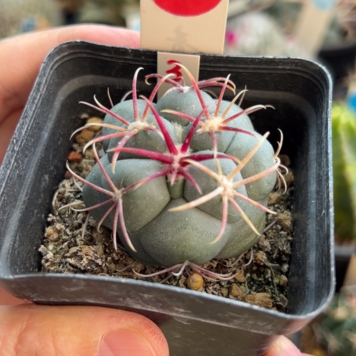 实生豪泰刺高木绯冠龙4.4cm