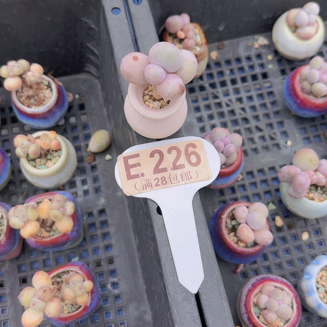 E226奶酪杂交一物语拍
