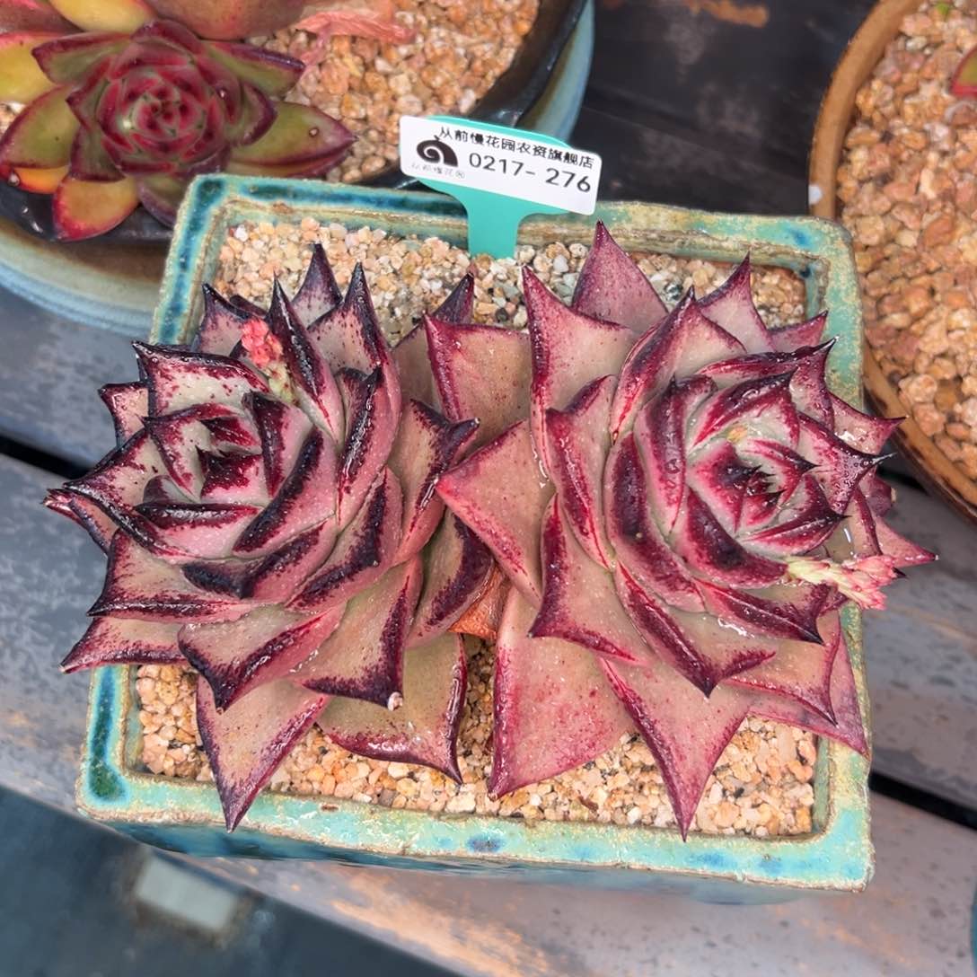 多肉一物一拍0217-276