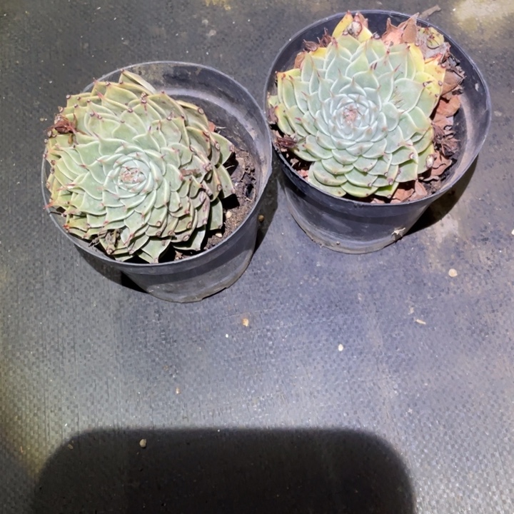 银星两颗一物一拍