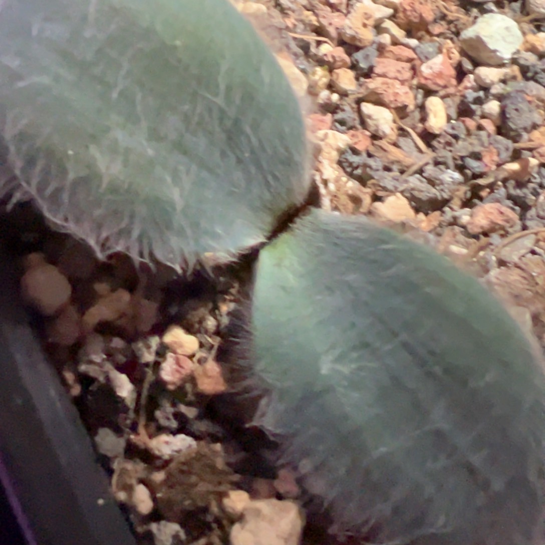 香果毛叶石蒜 肉锥植物