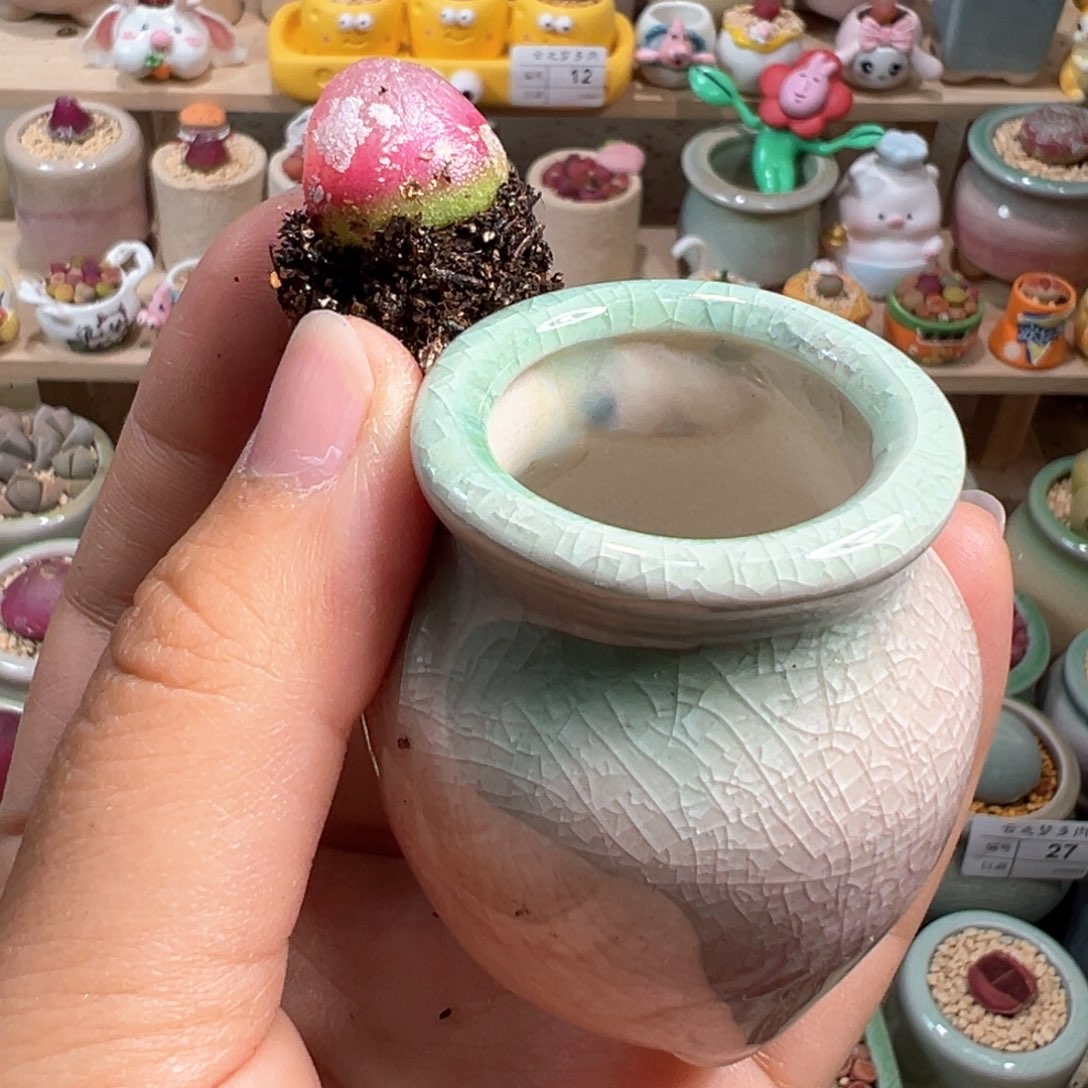 多肉植物31号种好