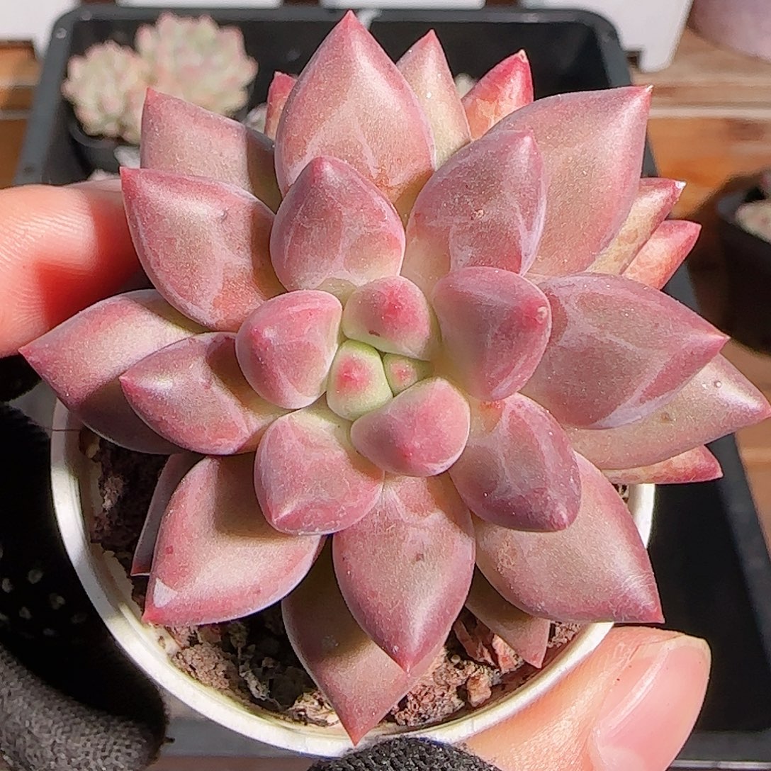 多肉1102--192红蜻蜓