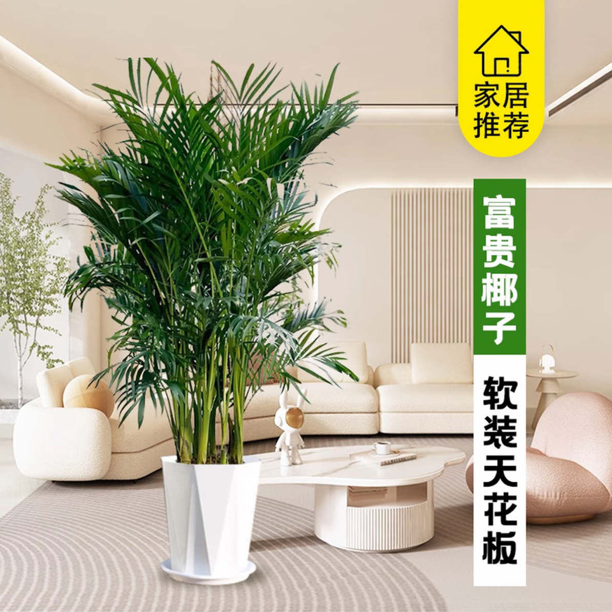 富贵椰子袖珍椰子客厅办公室净化空气四季常青好养耐活绿植盆栽