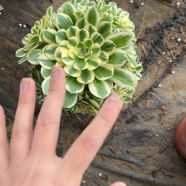 多肉法师植物链接7