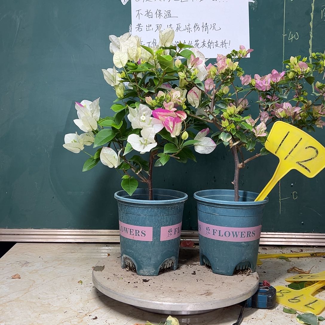 完全开放椰子冰 粉可爱 112